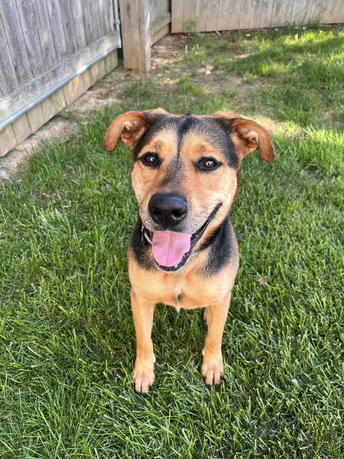 Macy, an adoptable Hound in O'Fallon, IL