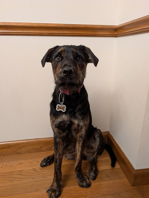 Raisin, an adoptable Rottweiler in O'Fallon, IL