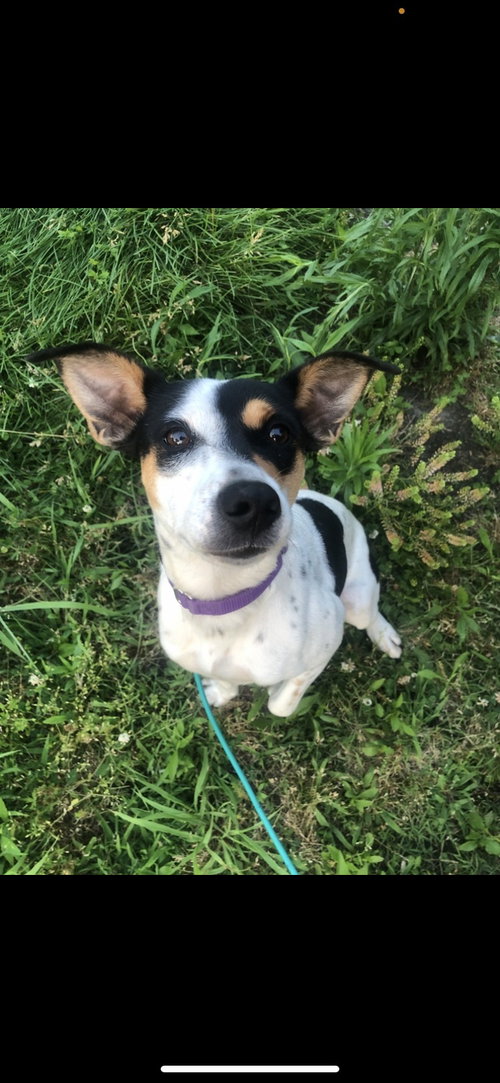 Tiramisu, an adoptable Rat Terrier in O'Fallon, IL