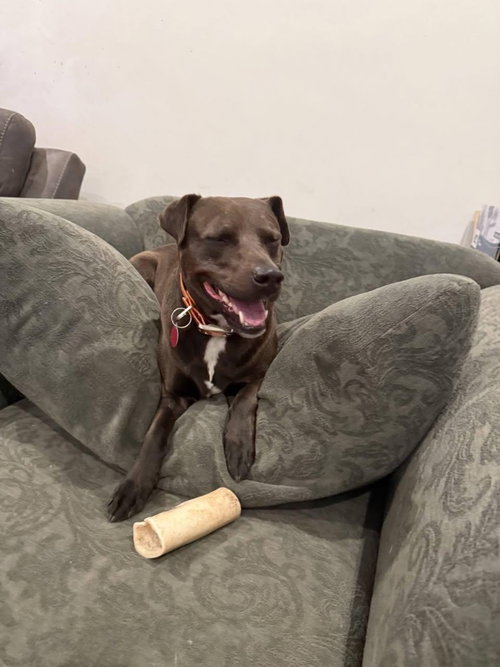 Luna, a dog for adoption from Humphreys County Humane Society