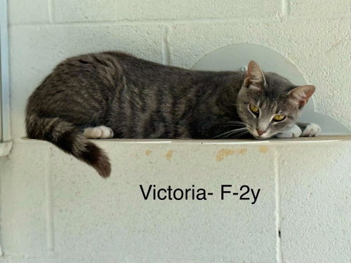 victoria, a cat for adoption from Humphreys County Humane Society