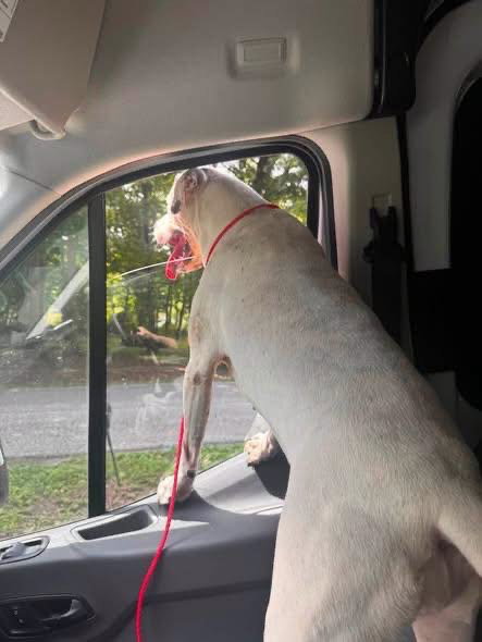 Photo 2 of Daisy