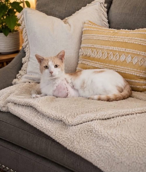 Asher, a cat for adoption from Humphreys County Humane Society