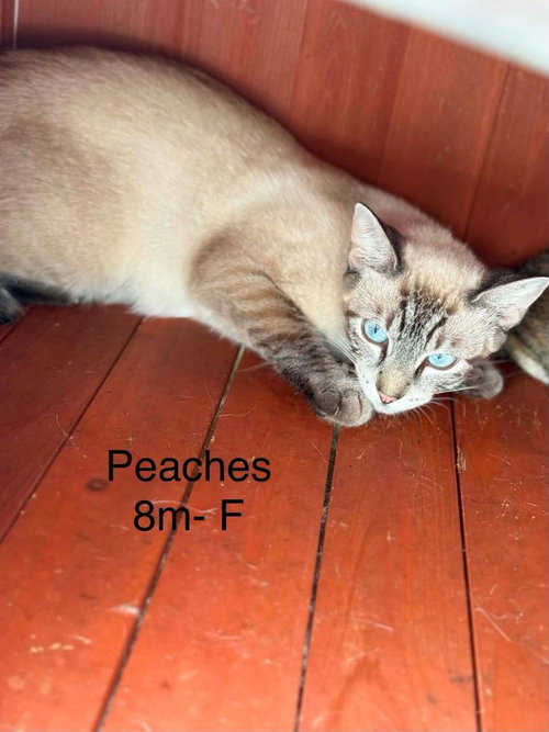 peaches, a cat for adoption from Humphreys County Humane Society