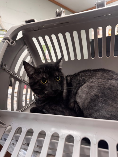 Onyx, a cat for adoption from Humphreys County Humane Society