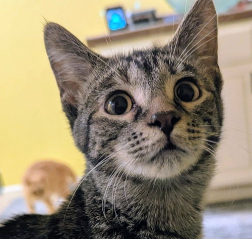 opal, a cat for adoption from Humphreys County Humane Society