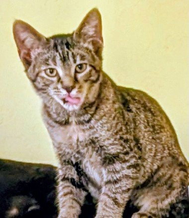 Photo 2 of opal