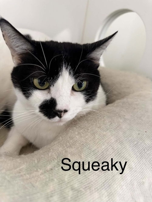 Squeeky, an adult female cat up for adoption