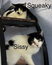 Sissy, a cat for adoption from Humphreys County Humane Society