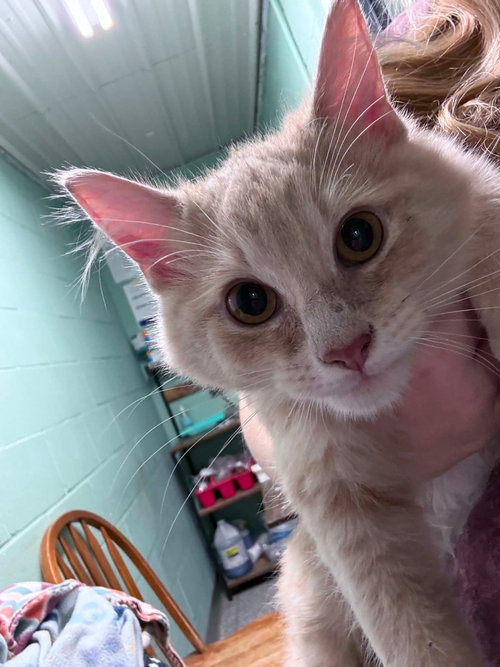 chocoberry, a cat for adoption from Humphreys County Humane Society