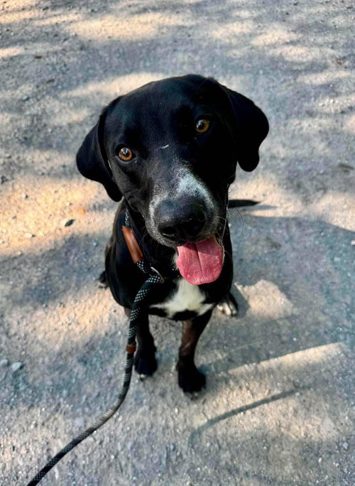 leroy, a dog for adoption from Humphreys County Humane Society
