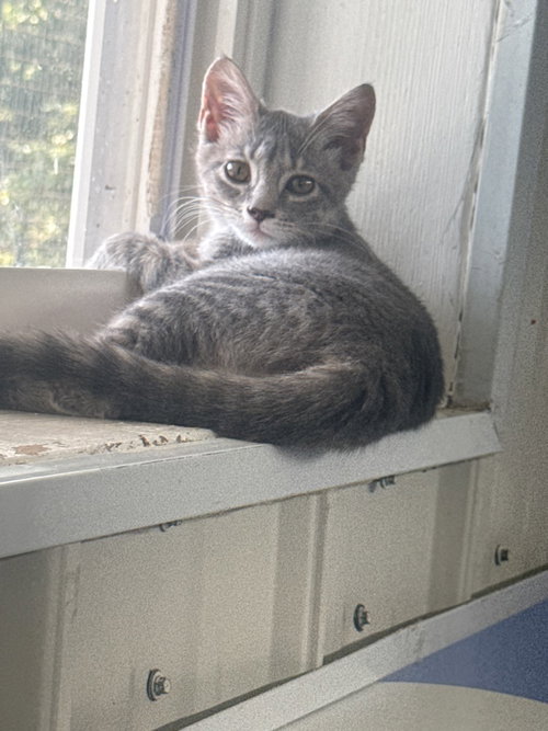BooBoo, a cat for adoption from Humphreys County Humane Society