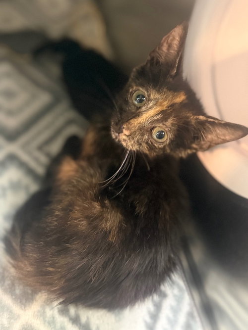 Petal, a cat for adoption from Humphreys County Humane Society