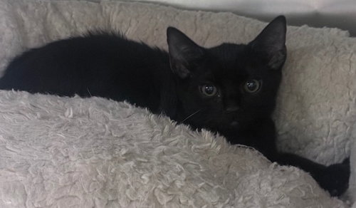 Nyx, a cat for adoption from Humphreys County Humane Society