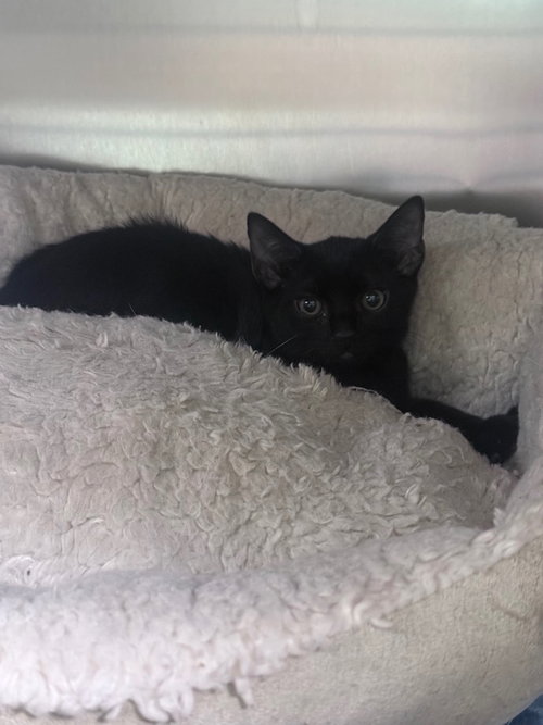 Photo 2 of Nyx