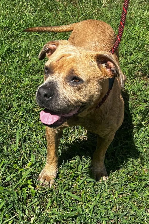 Princess Pittie, a dog for adoption from Humphreys County Humane Society