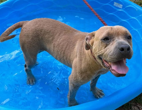 Photo 2 of Princess Pittie