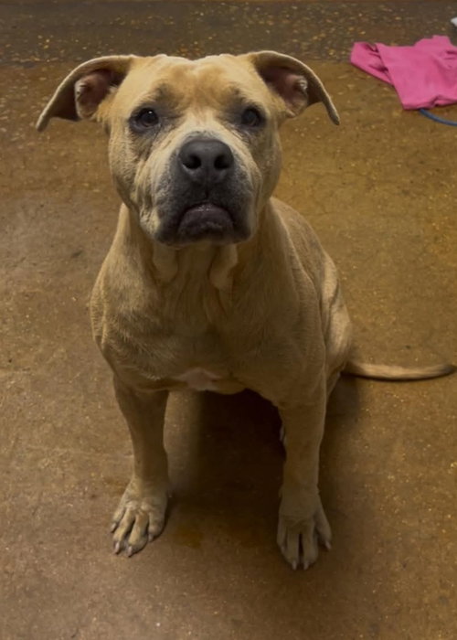 Photo 3 of Princess Pittie