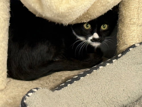 giggles, a cat for adoption from Humphreys County Humane Society