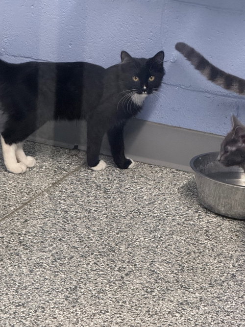 biggles, a cat for adoption from Humphreys County Humane Society
