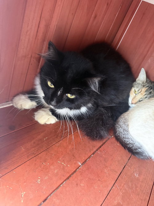 bandit, a cat for adoption from Humphreys County Humane Society