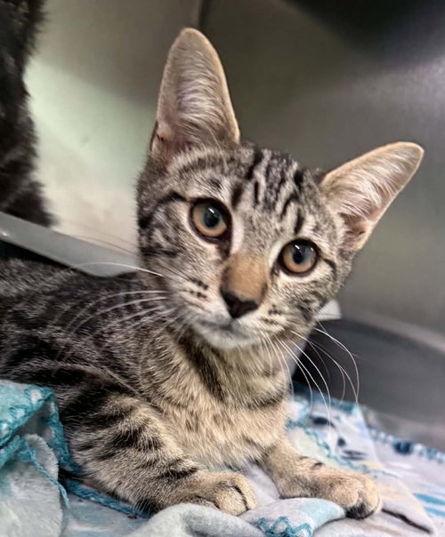 River, a cat for adoption from Humphreys County Humane Society