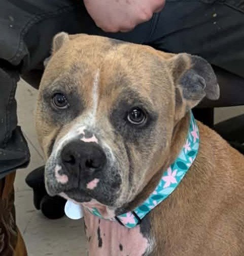 Sadie, a dog for adoption from Humphreys County Humane Society