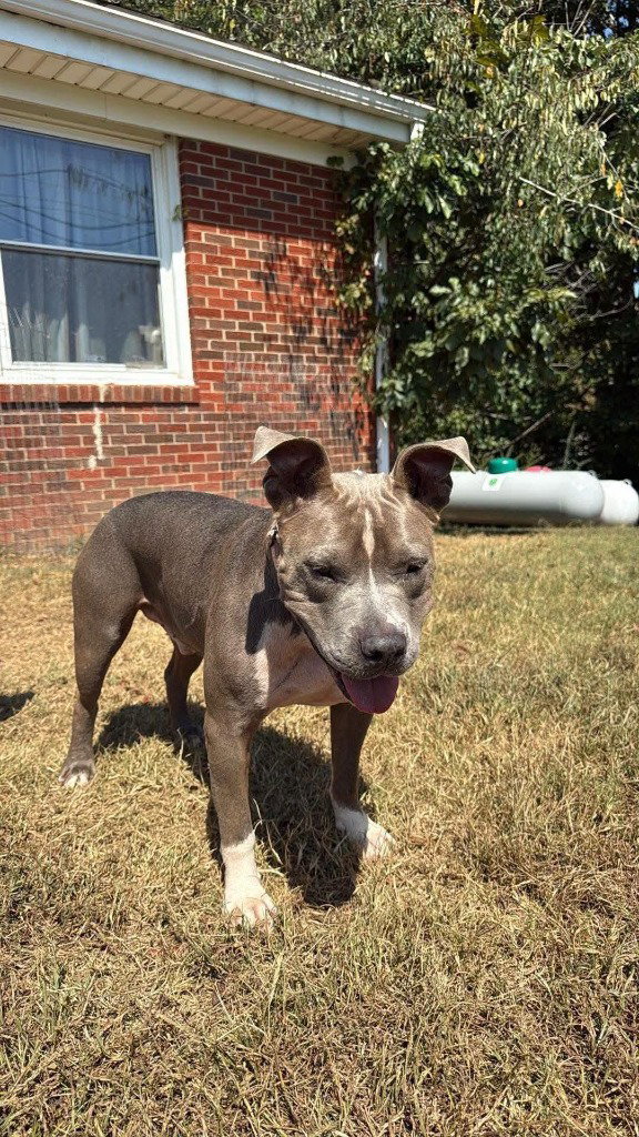 Bolo, Pit Bull Terrier
