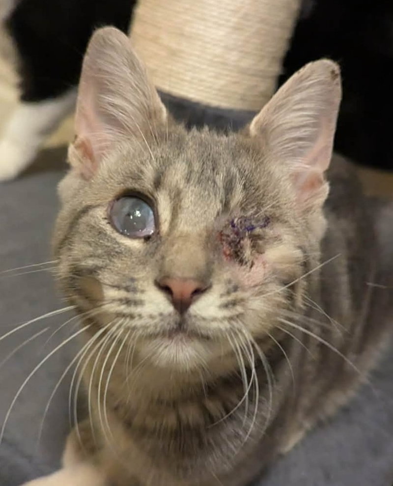Mr. Magoo, a male kitten up for adoption