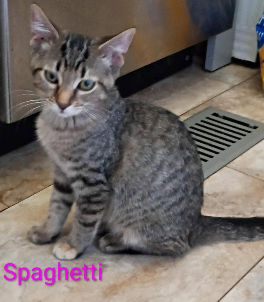 spaghetti, Domestic Short Hair