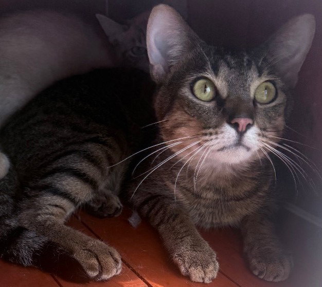 Fred, Domestic Short Hair