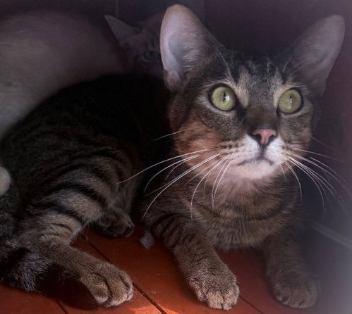 Fred, a cat for adoption from Humphreys County Humane Society