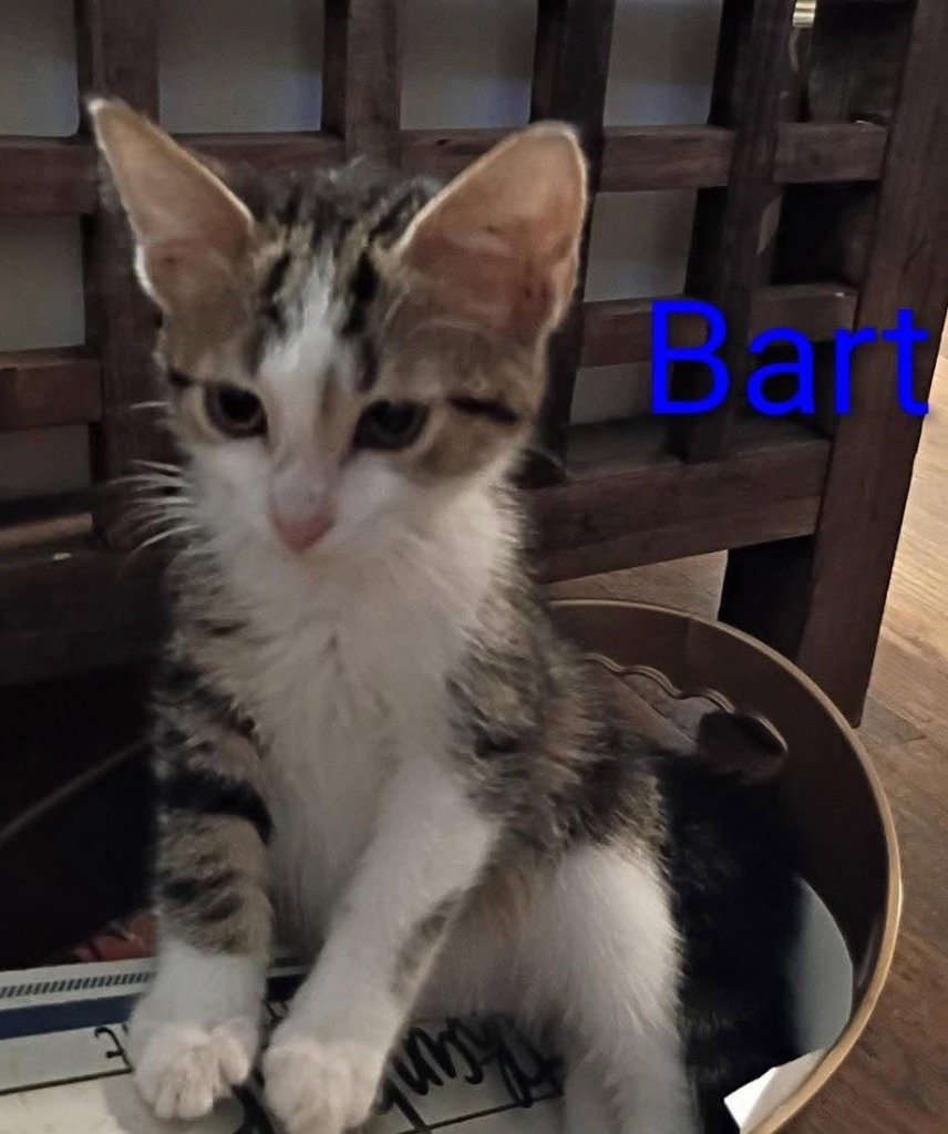 Bart, Domestic Short Hair