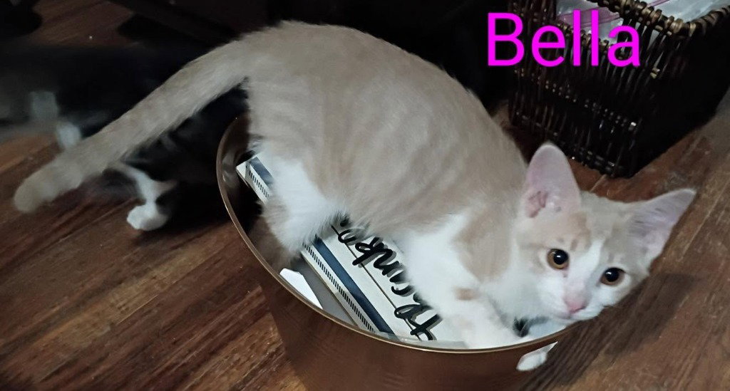 Bella, Domestic Short Hair
