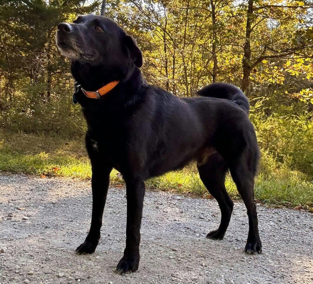 Kenny, Labrador Retriever
