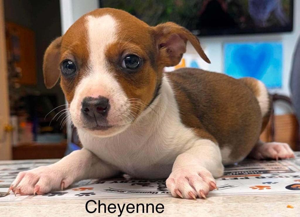 Cheyenne, Jack Russell Terrier