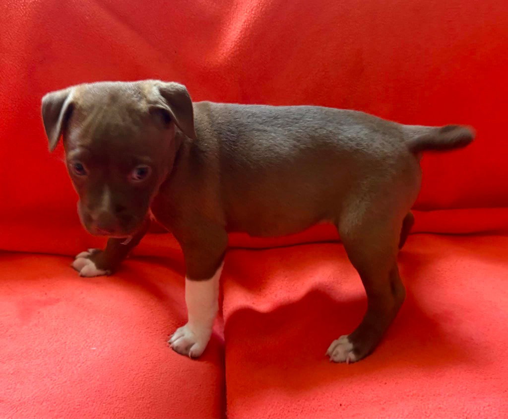 Babs, Pit Bull Terrier