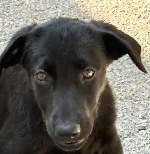 tinker, a dog for adoption from Humphreys County Humane Society