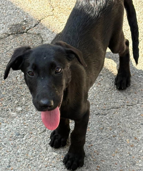 Tonka, a dog for adoption from Humphreys County Humane Society