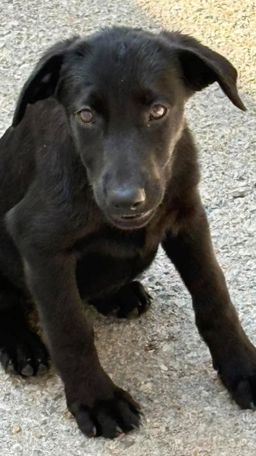 tasha, a dog for adoption from Humphreys County Humane Society