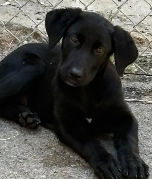 Tabby, a dog for adoption from Humphreys County Humane Society