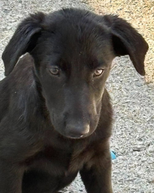 Tillman, a dog for adoption from Humphreys County Humane Society