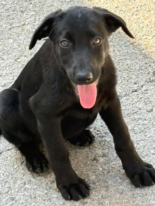 Tipton, a dog for adoption from Humphreys County Humane Society