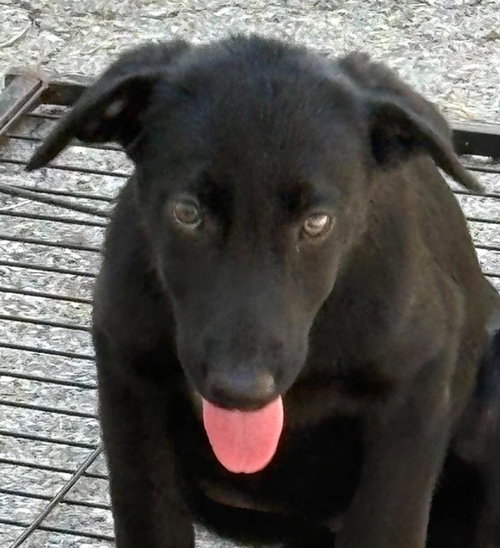 Tarrah, a dog for adoption from Humphreys County Humane Society