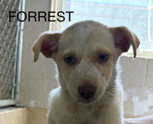 Forrest, a dog for adoption from Humphreys County Humane Society