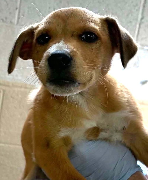 Savannah, a dog for adoption from Humphreys County Humane Society