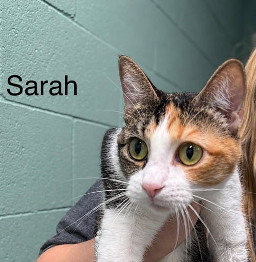 sarah, a cat for adoption from Humphreys County Humane Society