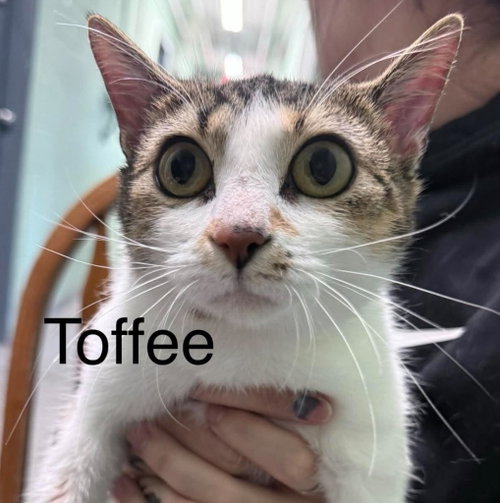 Toffee, a cat for adoption from Humphreys County Humane Society