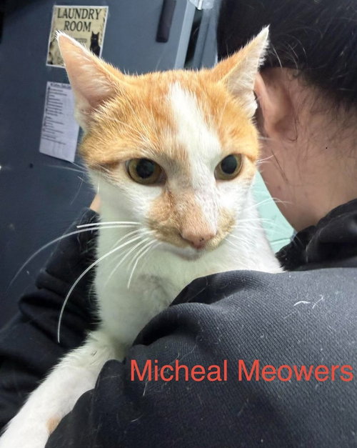 Michael Meowers, a cat for adoption from Humphreys County Humane Society