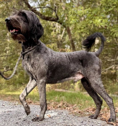 Tommy Boy, a dog for adoption from Humphreys County Humane Society